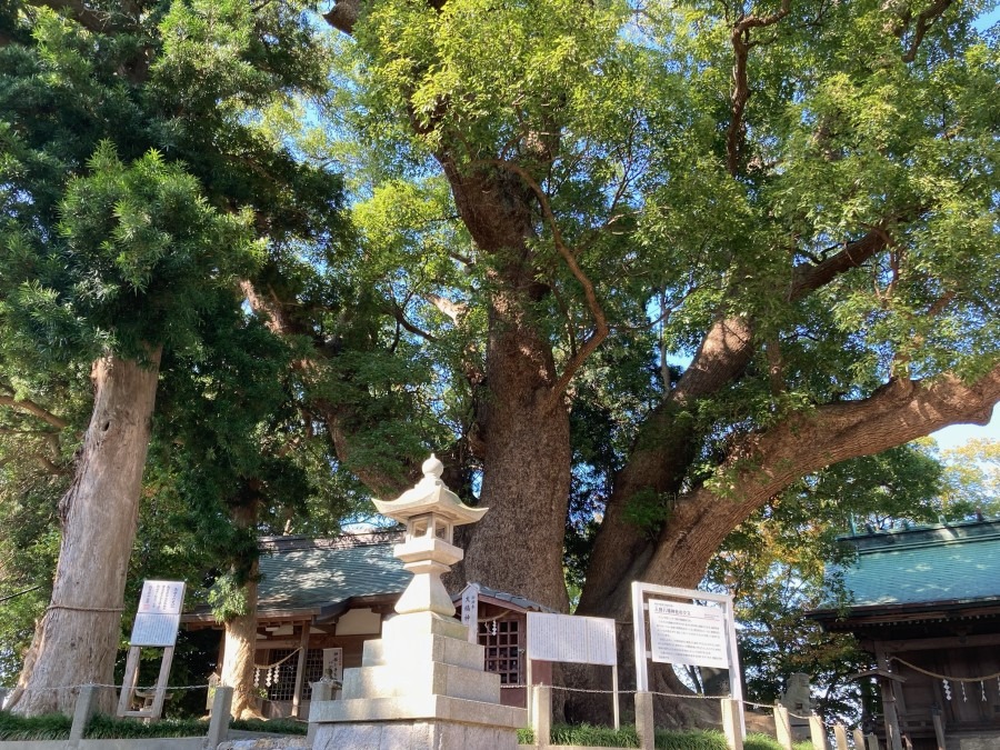 樹齢450年以上の大楠　入野八幡神社