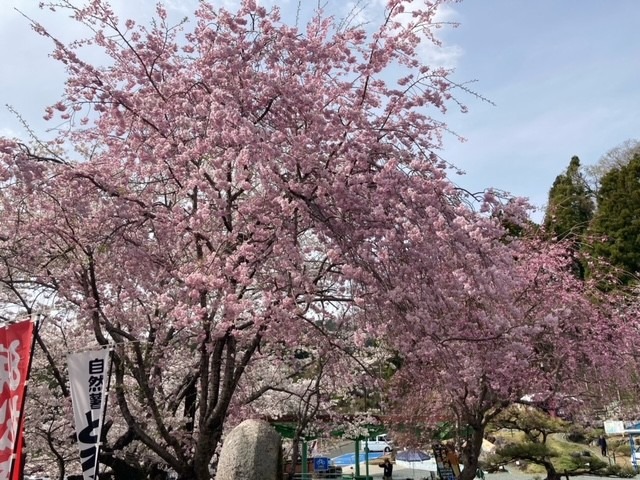 桜の色違いが綺麗です。
